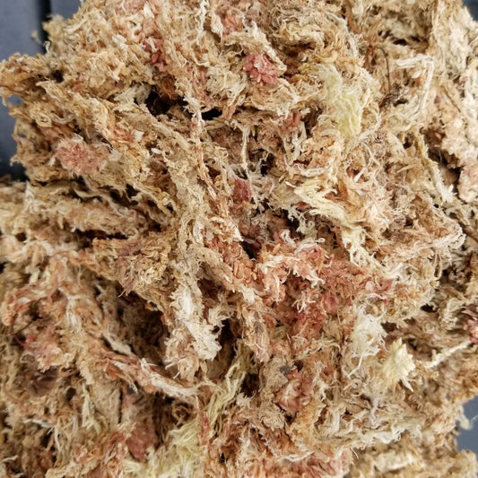 PLANTING MEDIA WHITE MOSS SPHAGNUM MOSS CHILE 100 GRAM