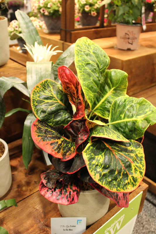 Codiaeum Varigatum FREE PHYTOSANITARY
