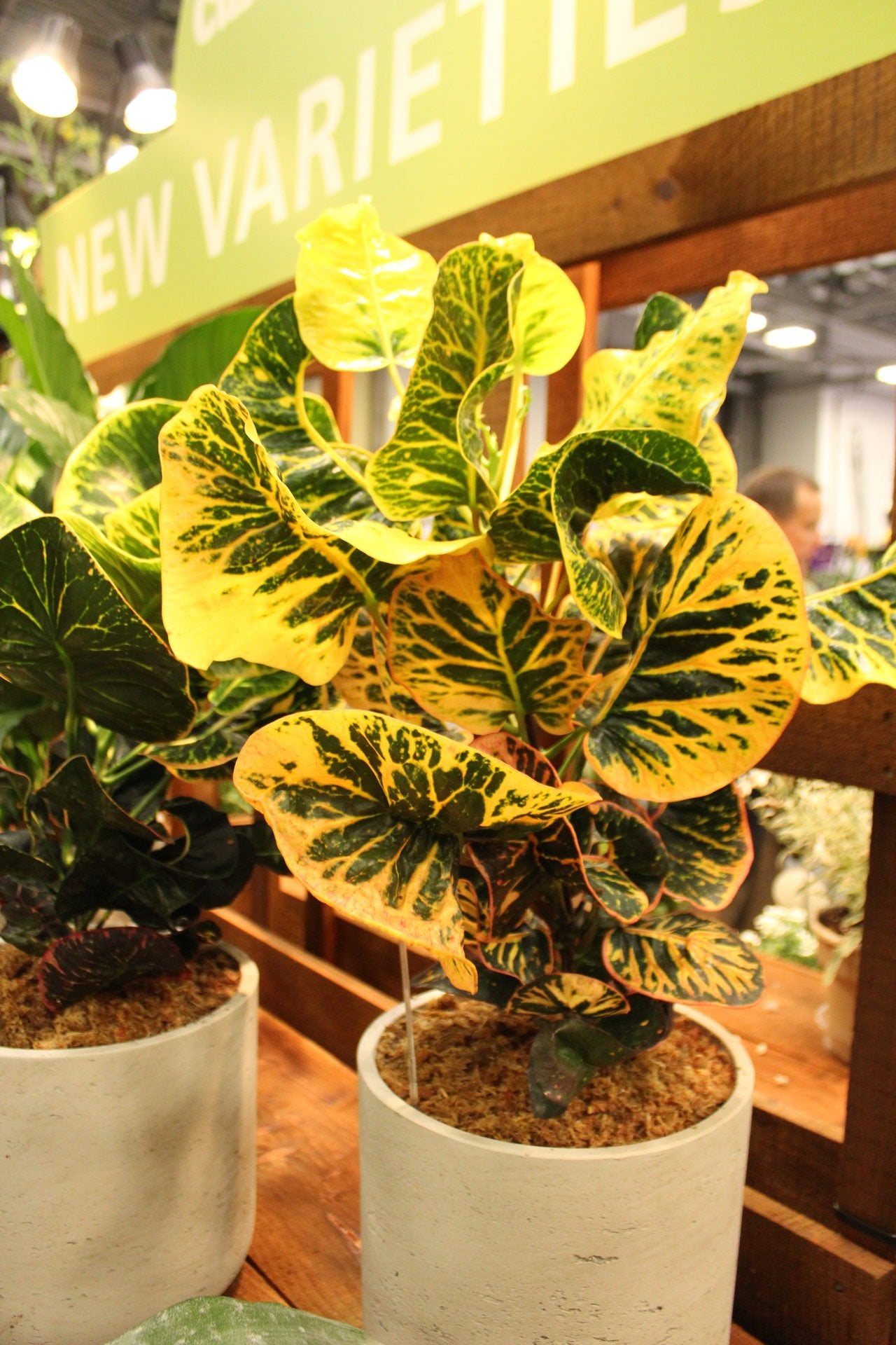 Codiaeum Varigatum FREE PHYTOSANITARY