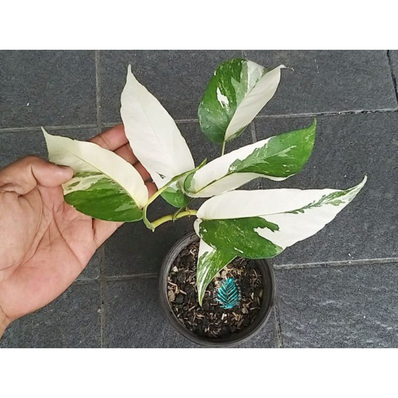 EPIPREMNUM PINNATUM แตกต่างกัน