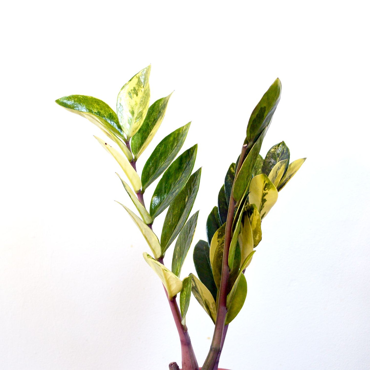 ZAMIOCULCAS ZAMIIFOLIA VARIEGATED (ZZ VARIEGATED) FREE PHYTOSANITARY