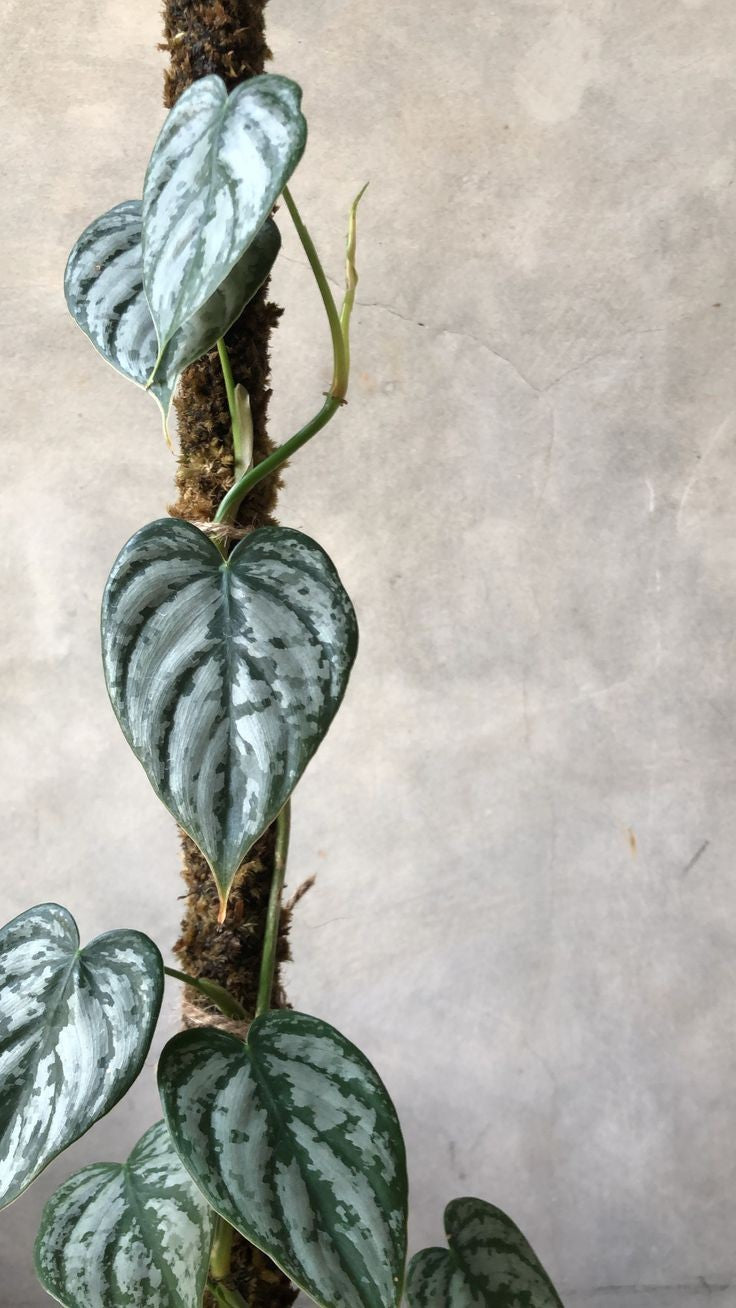 PHILODENDRON Brandtianum Free Phytosanitary