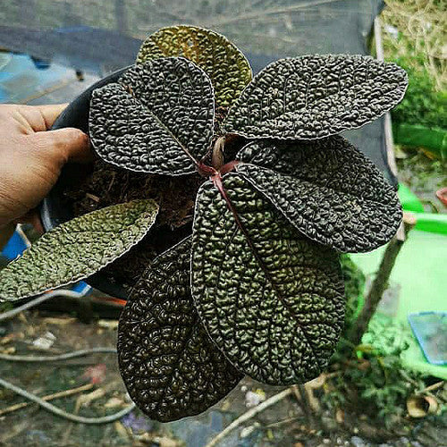 LABISIA SP BORNEO