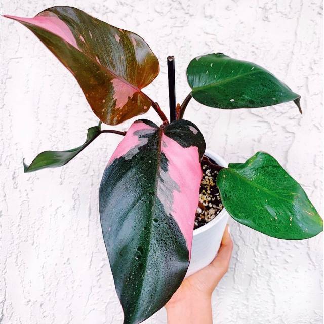 Philodendron Pink Princess