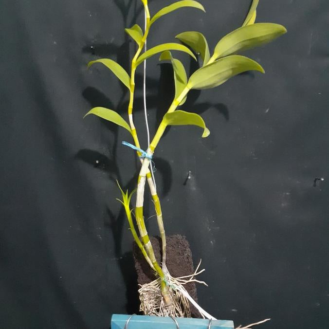 Dendrobium Orchid Stratiotes