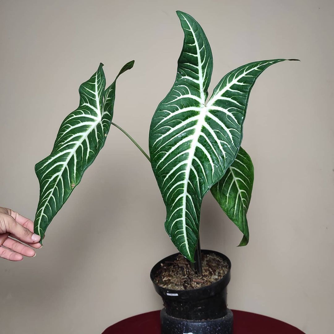 Alocasia Xanthosoma Lindenii