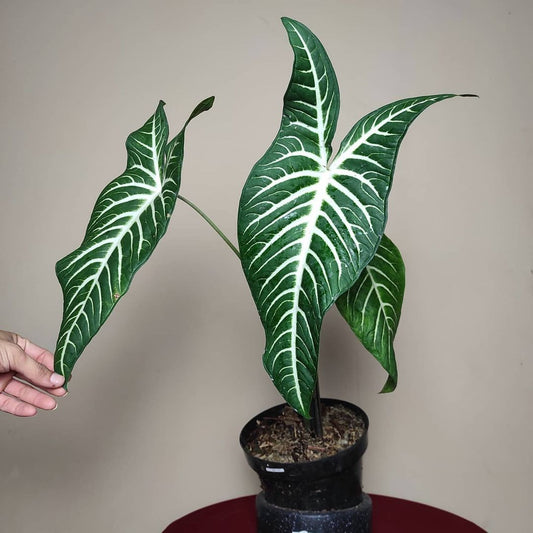 Alocasia Xanthosoma Lindenii