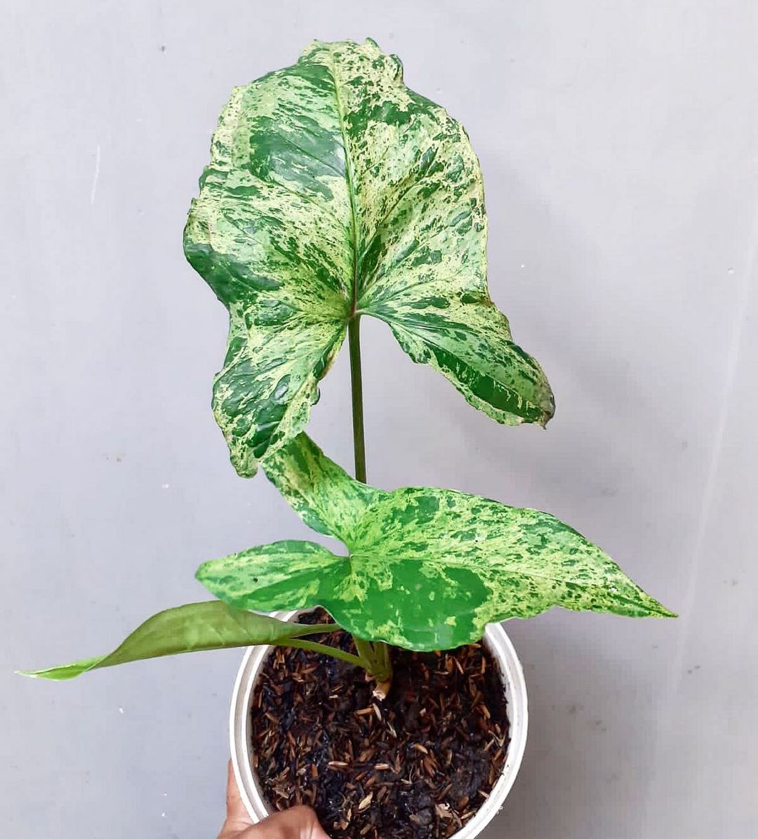 SYNGONIUM MOJITO