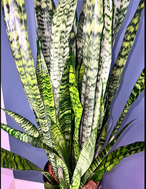 Sansevieria Zeylanica, 3 Gallon Grower Pot, 4 - 5 Feet Overall Height, Modern Indoor Live Snake Plant