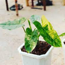 Philodendron Burle Marx Variegata (Free Phytosanitary)