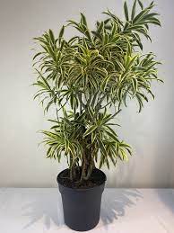 Dracaena Reflexa - Song of India - Lily Bamboo - Song of Jamaica