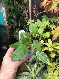 Hoya Elliptica Sp.Borneo Indonesia