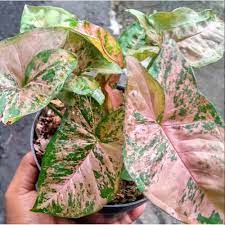 SYNGONIUM PINK FLACKED