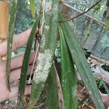 HOYA SULAWESIANA FREE PHYTOSANITARY