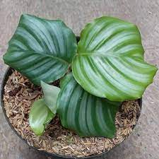 Calathea Orbifolia “Rare” houseplants