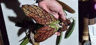 Hoya Sp Tanggamus Red FREE PHYTOSANITARY
