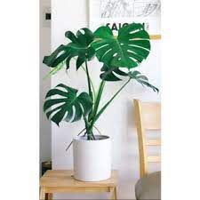 Monstera Deliciosa, 2 Gallon Grow Pot, 4-5 Fuß Gesamthöhe, moderne tropische lebende Indoor-Pflanze 