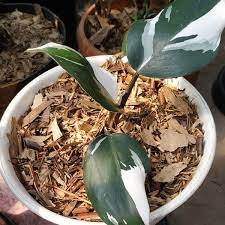 PHILODENDRON WHITE KNIGHT VARIEGATED