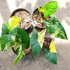 Syngonium Yellow Variegated (Syngonium Aurea)