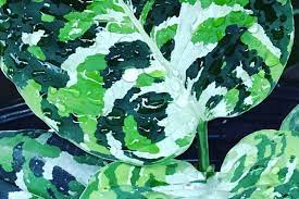 Aglonema Pictum Tricolor Plants With Phytosanitary
