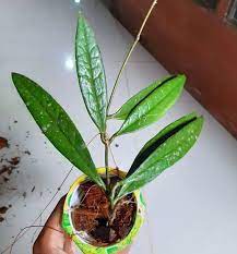 HOYA SULAWESIANA FREE PHYTOSANITARY