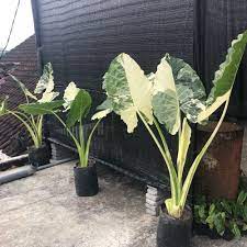 Alocasia Macrorrhiza Variegated FREE Phytosanitary (Alocasia Rare Variegated)