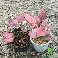 SYNGONIUM PINK PERFECTIONS