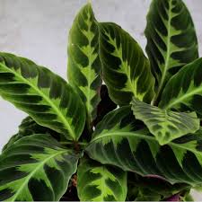 Calathea Warscewiczii | Jungle Velvet Calathea