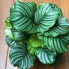 Calathea Orbifolia “Rare” houseplants