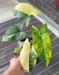 Syngonium Yellow Variegated (Syngonium Aurea)