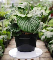Calathea Orbifolia “Rare” houseplants
