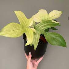 PHILODENDRON FLORIDA GHOST