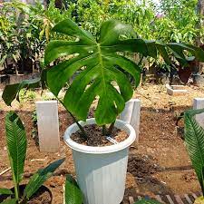 Monstera Deliciosa, 2 Gallon Grow Pot, 4-5 Fuß Gesamthöhe, moderne tropische lebende Indoor-Pflanze 