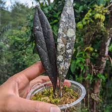 HOYA SULAWESIANA FREE PHYTOSANITARY