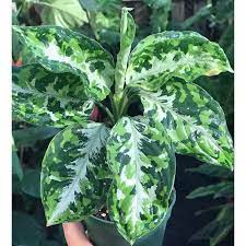 Aglonema Pictum Tricolor Plants With Phytosanitary