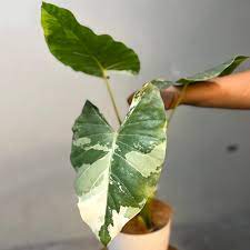 Alocasia Macrorrhiza Variegated FREE Phytosanitary (Alocasia Rare Variegated)