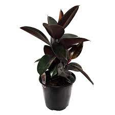 Ficus Burgundy Double Stem, 2 Gallon Grower Pot, 3 Feet Overall Height, Modern Indoor Live Rubber Plant