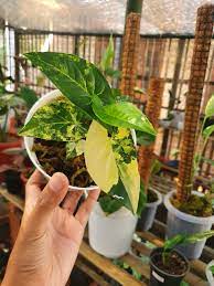 Syngonium Yellow Variegated (Syngonium Aurea)