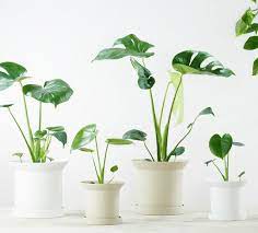 Monstera Deliciosa, 2 Gallon Grow Pot, 4-5 Fuß Gesamthöhe, moderne tropische lebende Indoor-Pflanze 