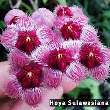 HOYA SULAWESIANA FREE PHYTOSANITARY