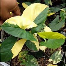 Syngonium Yellow Variegated (Syngonium Aurea)