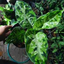 Aglonema Pictum Tricolor Plants With Phytosanitary
