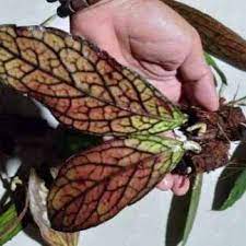 Hoya Sp Tanggamus Red FREE PHYTOSANITARY