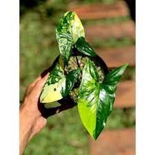 Syngonium Yellow Variegated (Syngonium Aurea)