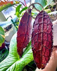 HOYA CLEMENSIORUM RED FREE PHYTOSANITARY