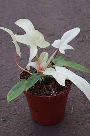 PHILODENDRON FLORIDA GHOST