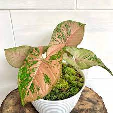 SYNGONIUM PINK FLACKED