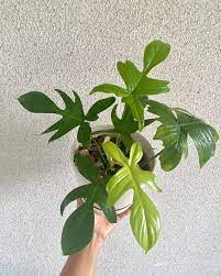 PHILODENDRON FLORIDA GHOST