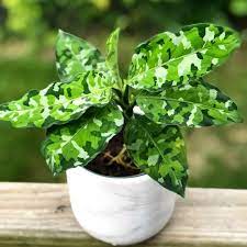 Aglonema Pictum Tricolor Plants With Phytosanitary