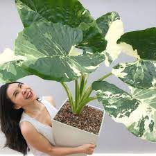 Alocasia Macrorrhiza Variegated FREE Phytosanitary (Alocasia Rare Variegated)